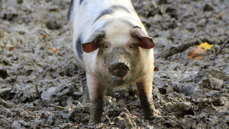 Giá heo hơi hôm nay 17/8 tại miền Nam