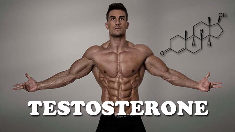 Công thức hormone testosterone