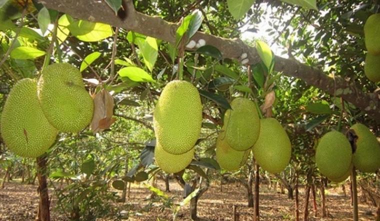 Giá mít Thái hôm nay 17/08/2022: Mít kem lớn giữ nguyên, mít kem nhỏ tăng 1.000đ