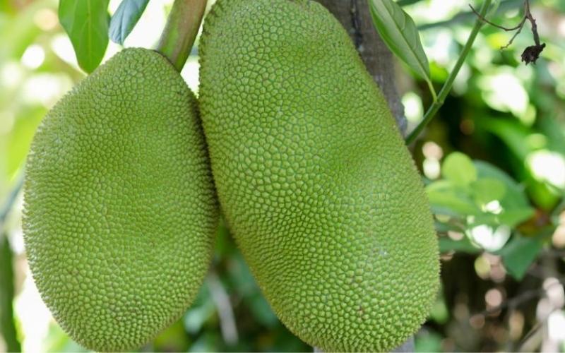 Nhà vườn không nên mạo hiểm trồng thêm mít vào lúc này