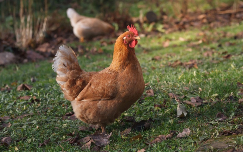 Giá gà hôm nay 18/08 Giá gà hôm nay 18/08