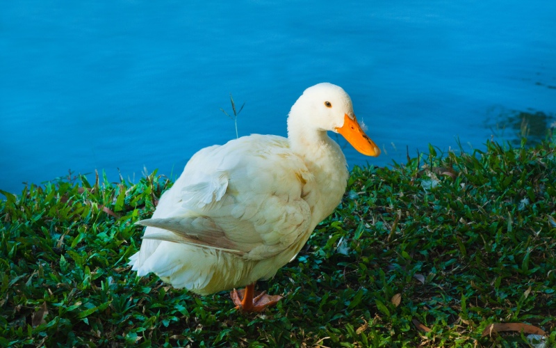 Giá vịt hôm nay 18/08 Giá vịt hôm nay 18/08