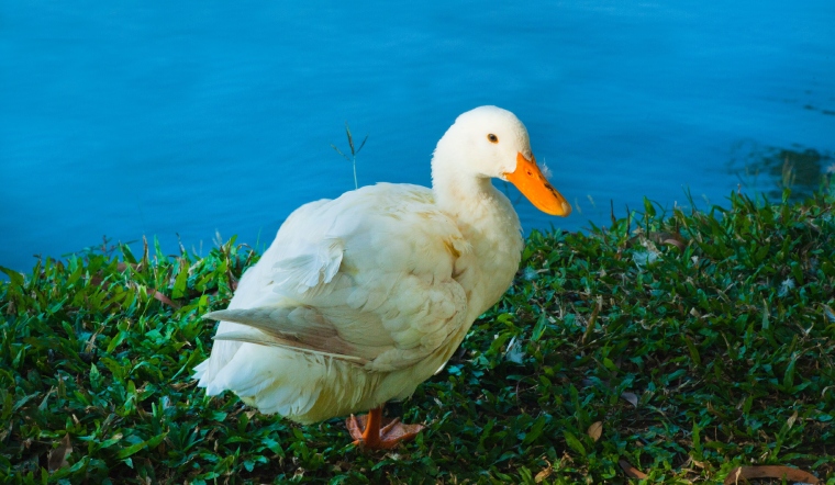 Giá gia cầm hôm nay 18/08/2022: Giá bán tiếp tục đi ngang