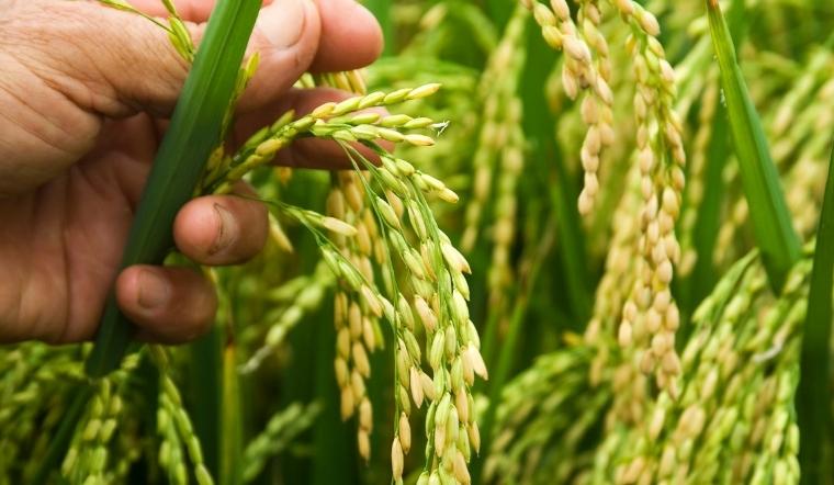 Giá lúa gạo hôm nay 18/8/2022: Tiếp tục chững giá nhiều giống lúa gạo