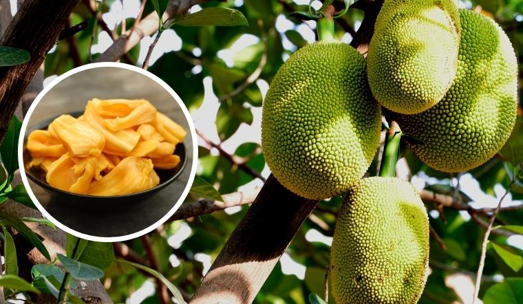 Giá mít Thái hôm nay 18/08/2022: Giá mít kem lớn chạm mốc 23.000đ/kg