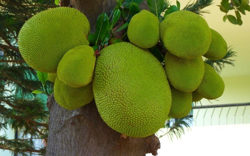 Giá mít kem lớn cao nhưng bán không được nhiều