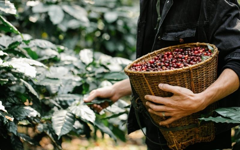 Giá cà phê trong nước hôm nay