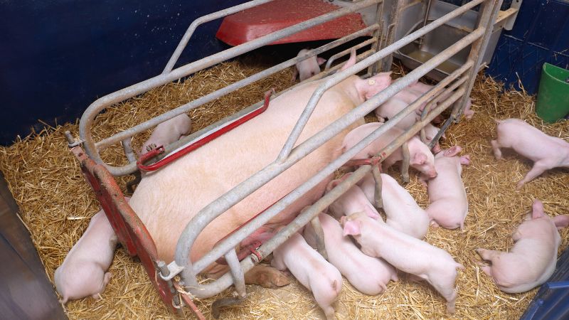 Giá heo hơi hôm nay 19/8 tại miền Nam