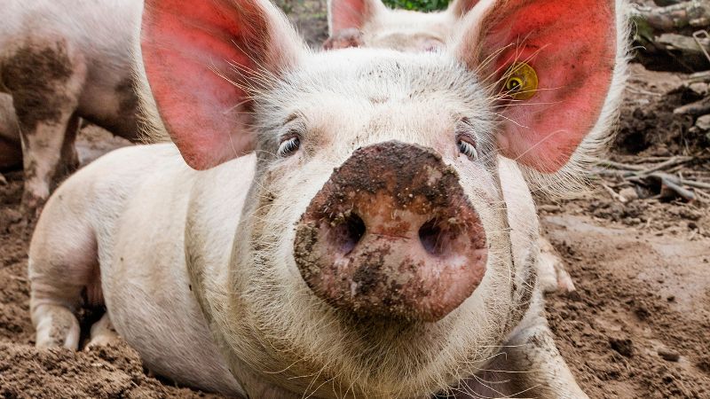 Giá heo hơi hôm nay 19/8 tại miền Trung, Tây Nguyên