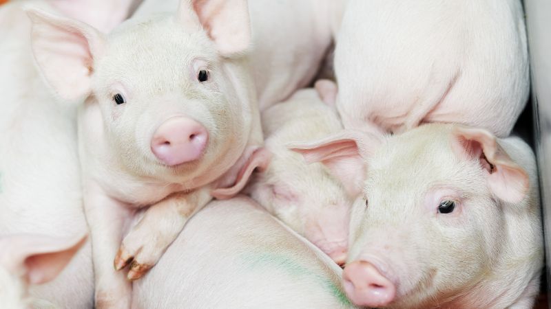 Giá heo hơi hôm nay 19/8 tại miền Bắc