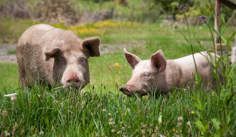 Giá heo hơi hôm nay 19/8/2022: Tăng - giảm trái chiều ở cả 3 miền