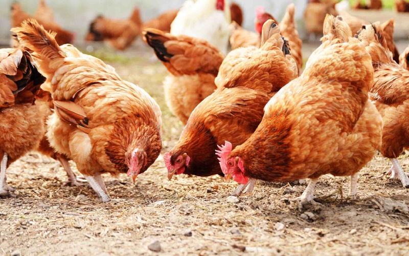 Giá gà hôm nay 19/08