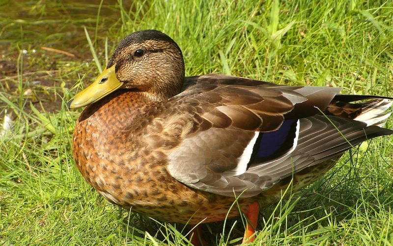 Giá vịt hôm nay 19/08