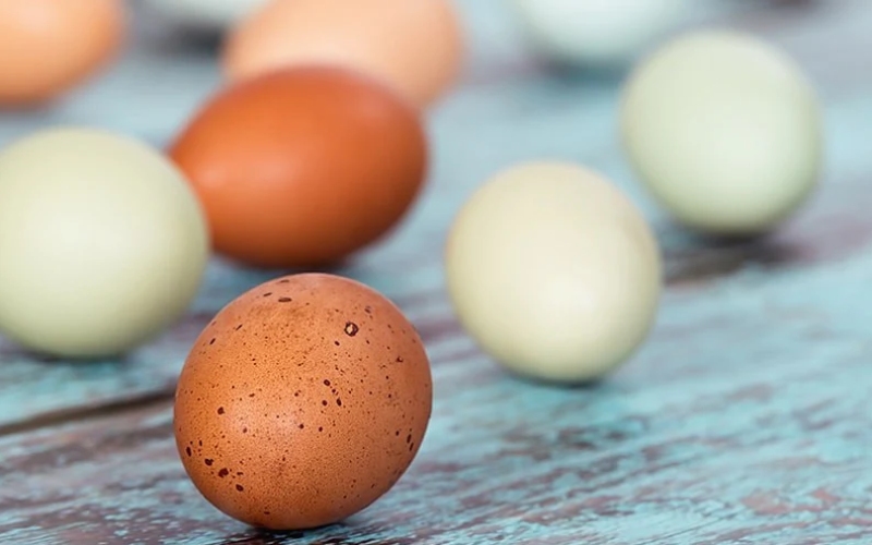 Giá trứng gà hôm nay 19/08