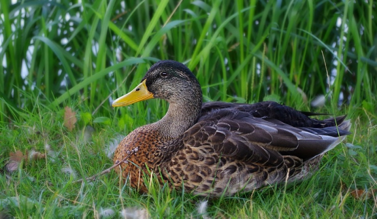 Giá gia cầm hôm nay 19/08/2022: Tiếp tục giữ nguyên giá bán