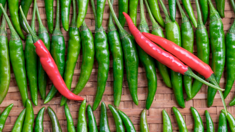 Giá ớt hôm nay 19/08/2022 mới nhất Giá ớt hôm nay 19/08/2022 mới nhất