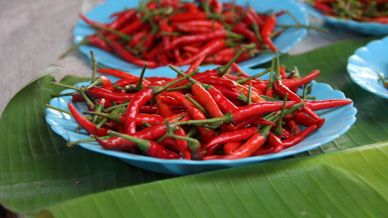 Giá ớt dao động từ 30.000 - 43.000 đồng/kg Giá ớt dao động từ 30.000 - 43.000 đồng/kg