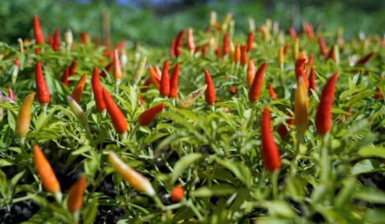 Giá ớt hôm nay 19/08/2022: Thị trường giá ớt đứng yên, không đổi