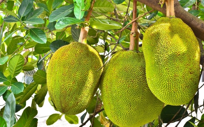 Giá mít Thái hôm nay 19/08/2022