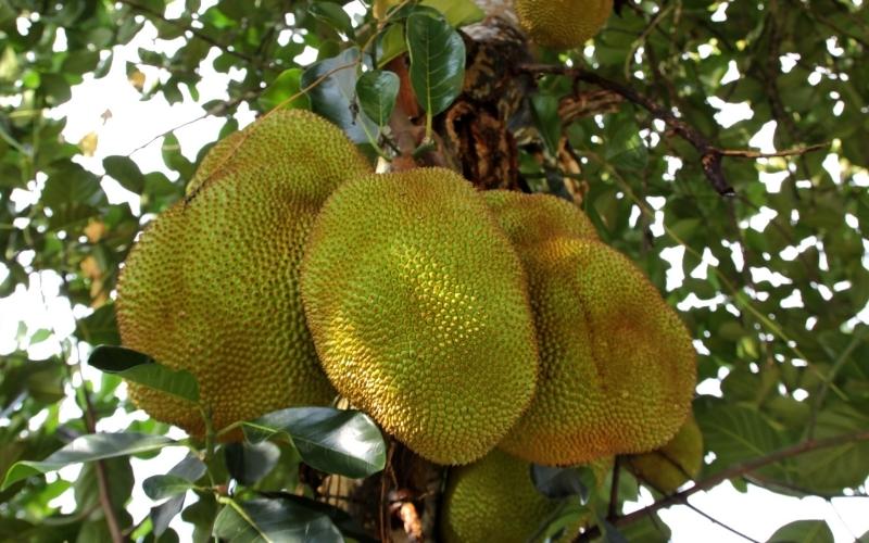 Giá mít kem lớn cao nhưng bán không được nhiều