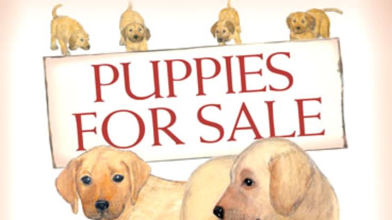 Puppies for sale - Bán chó con