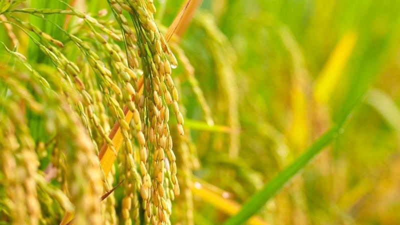 Giá lúa gạo hôm nay 20/8/2022: Giữ mức ổn định trong ngày cuối tuần