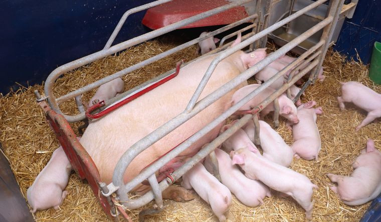 Giá heo hơi hôm nay 20/8/2022: Tăng từ 1.000 đồng/kg đến 3.000 đồng/kg