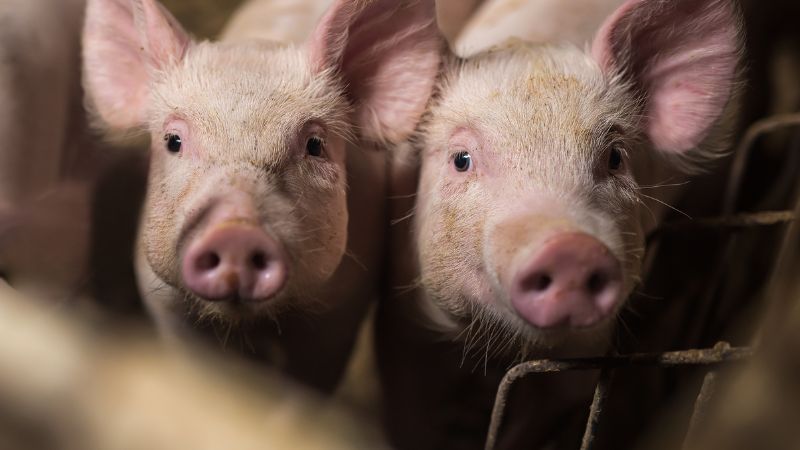 Giá heo hơi hôm nay 20/8 tại miền Bắc Giá heo hơi hôm nay 20/8 tại miền Bắc