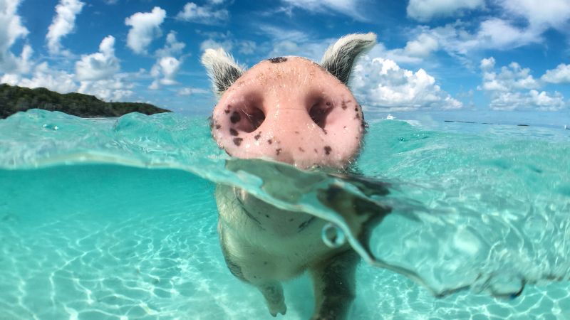 Giá heo hơi hôm nay 20/8 tại miền Trung, Tây Nguyên Giá heo hơi hôm nay 20/8 tại miền Trung, Tây Nguyên