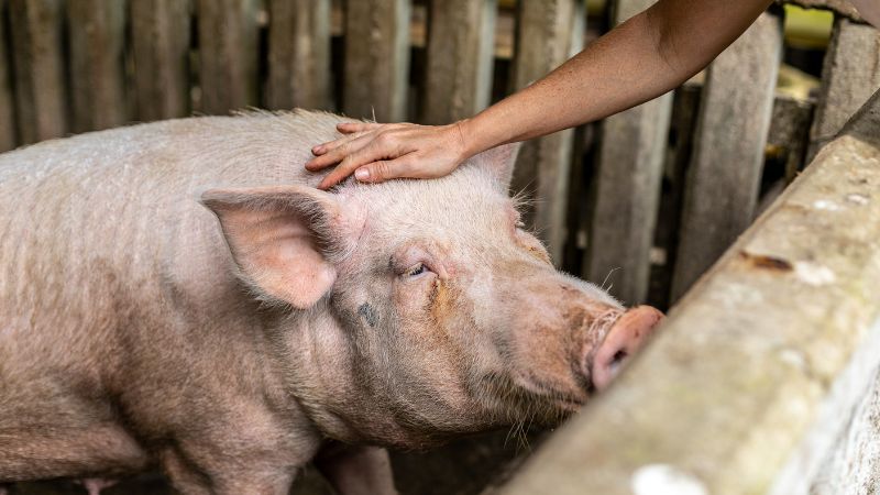 Giá heo hơi hôm nay 20/8 tại miền Nam Giá heo hơi hôm nay 20/8 tại miền Nam