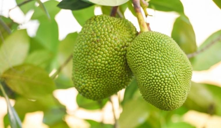 Giá mít Thái hôm nay 20/08/2022: Giá bán tăng 1.000đ - 2.000đ/kg