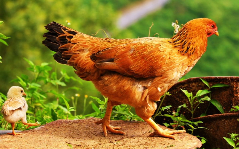 Giá gà hôm nay 22/08