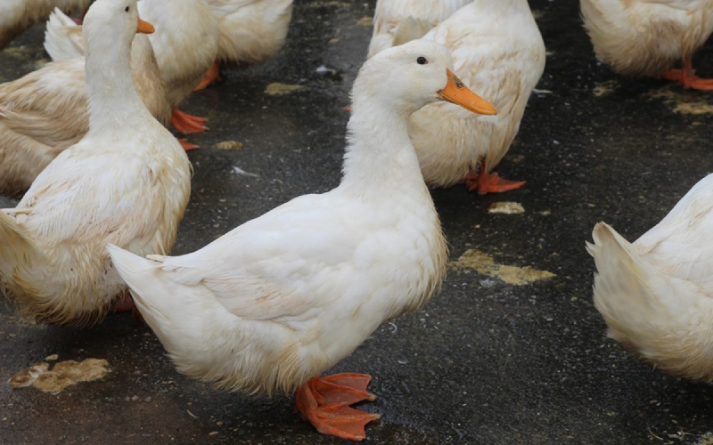 Giá vịt hôm nay 22/08