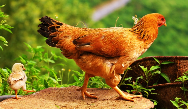 Giá gia cầm hôm nay 22/08/2022: Ổn định ngày đầu tuần