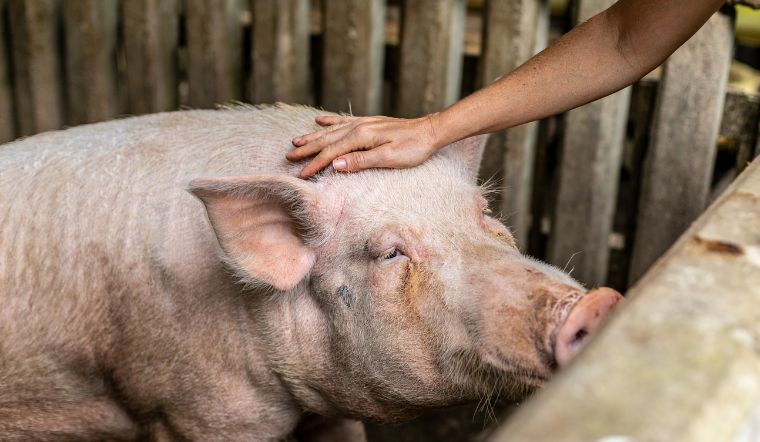 Giá heo hơi hôm nay 22/8/2022: Một số tỉnh miền Nam tăng nhẹ