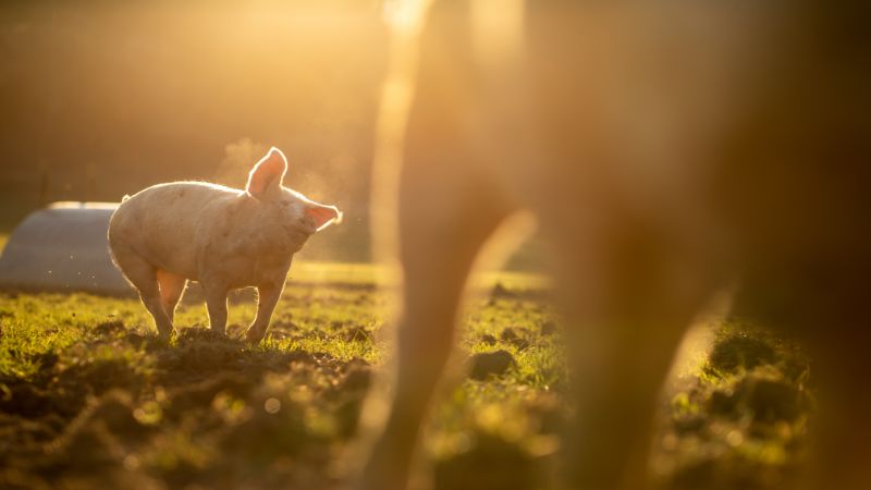 Giá heo hơi hôm nay 22/8 tại miền Nam