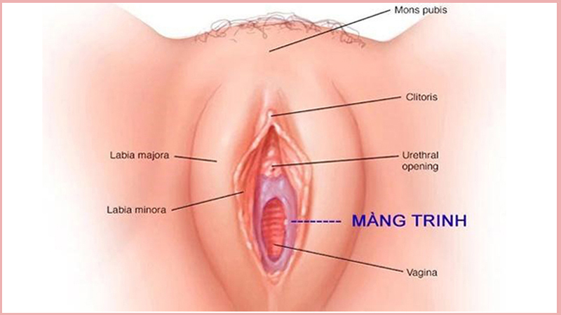 Màng trinh cấu tạo vị trí tác dụng và một số lưu ý