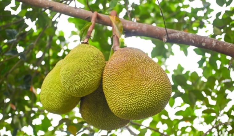 Giá mít Thái hôm nay 22/08/2022: Giá mít tương đương hôm qua