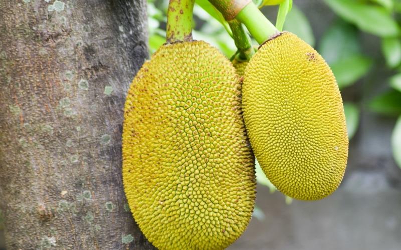 Giá mít Thái hôm nay 22/08/2022