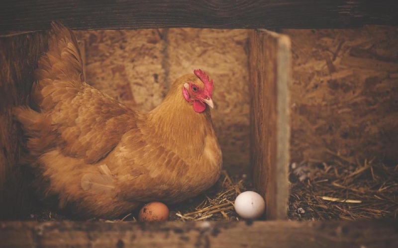 Giá gà hôm nay 23/08