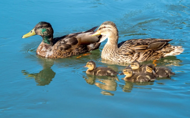 Giá vịt hôm nay 23/08