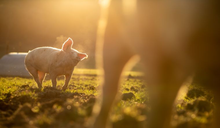 Giá heo hơi hôm nay 23/8/2022: Thị trường miền Nam biến động mạnh