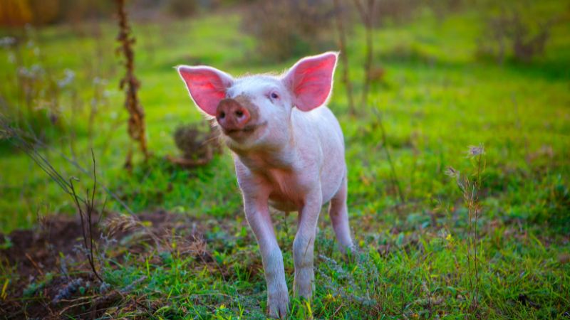 Giá heo hơi hôm nay 23/8 tại miền Nam 