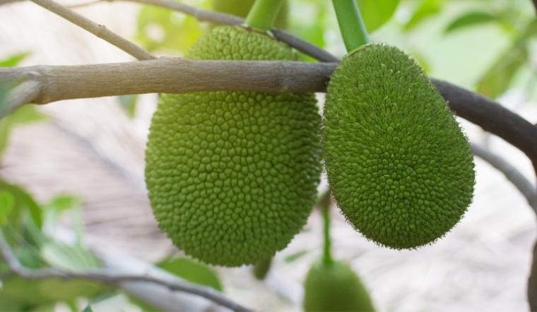 Giá mít Thái hôm nay 23/08/2022: Giá mít cao nhất đạt 25.000đ/kg