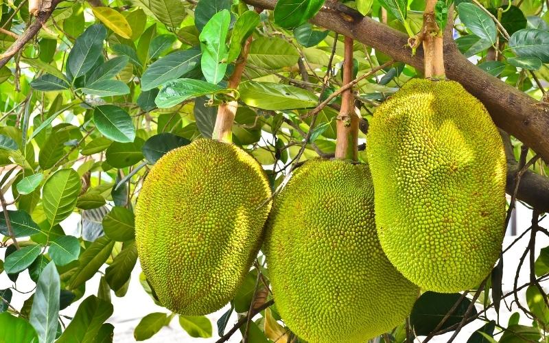 Giá mít Thái hôm nay 23/08/2022