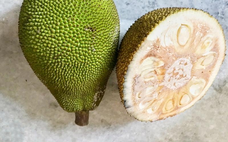 Cách ngừa xơ đen mít Thái mùa mưa