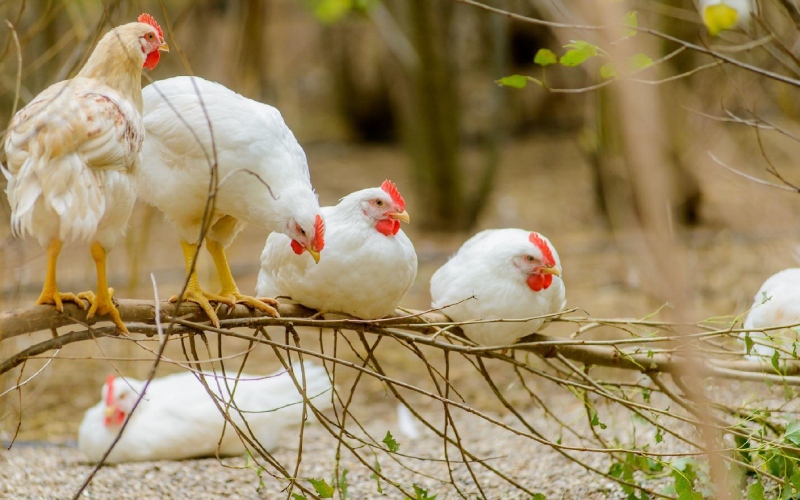 Giá gà hôm nay 24/08 Giá gà hôm nay 24/08