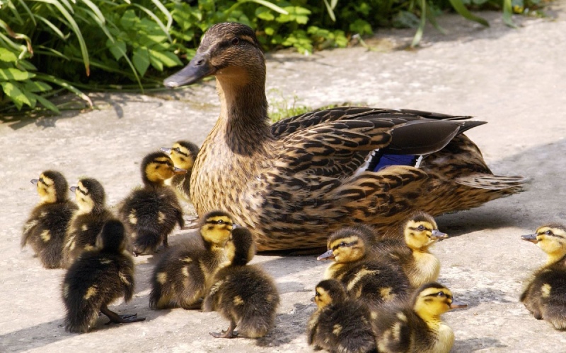 Giá vịt hôm nay 24/08 Giá vịt hôm nay 24/08