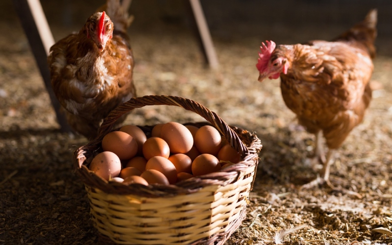 Giá trứng gà hôm nay 24/08 Giá trứng gà hôm nay 24/08