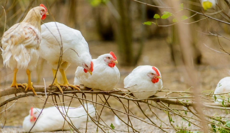 Giá gia cầm hôm nay 24/08/2022: Giá vịt tại TP Hồ Chí Minh giảm mạnh